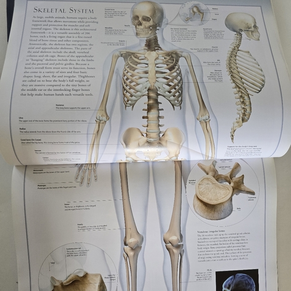 🩻 Atlas Of The Human Body Hardcover Book - Picture 5 of 16